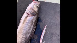 Рыбалка в Черногории на сибаса. Воблер на сибаса-Mommotti -140 mm. Цвет-ACC