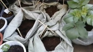 как я выращиваю картошку на балконе