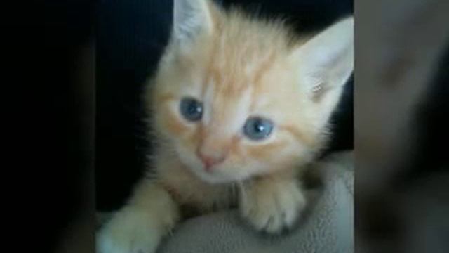 Мой котёнок (барсик) смотреть онлайн