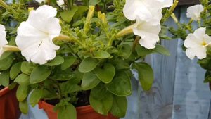 ??ЯПОНСКОЕ СУПЕР УДОБРЕНИЕ. НЕДЕЛЯ ИСПОЛЬЗОВАНИЯ