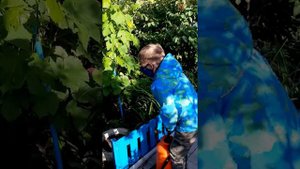 ОПРЫСКИВАЕМ ВИНОГРАД ОТ ТЛИ. 👍🏻👍🏻👍🏻