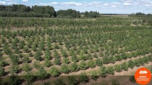 Липа мелколистная MSt в "Питомнике Савватеевых"