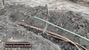 ? Укрываю виноград так уже 10 лет. Самое простое и надежное укрытие винограда.