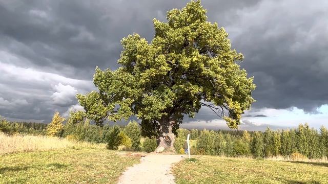 Дуб черешчатый, 184 года. смотреть онлайн