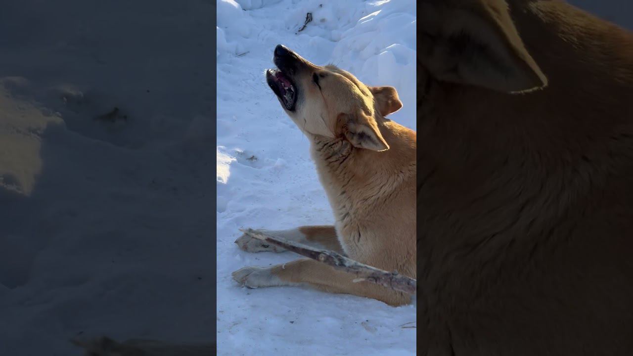 Бродячие собаки смотреть онлайн