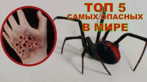 топ 5 самых ядовитых поуков в мире