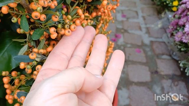 Цветочная Выставка ?#выставкацветов