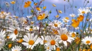 РОМАШКА БЕЛАЯ,,,,