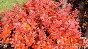Барбарис тунберга Оранж Карпет (orange carpet) ? обзор: как сажать, саженцы барбариса Оранж Карпет