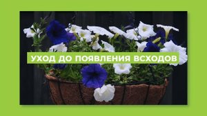 Как сеять петунию, чтобы она начала цвести в мае