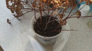 Апрель. Весеннее черенкование спиреи.