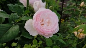 РОЗЫ ХЕРИТЕЙДЖ (Heritage) и МАДАМ ФИГАРО ( Madame Figaro). 10 августа 2023 года. УКРАИНА 🇺🇦