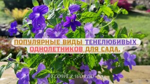 Популярные виды тенелюбивых однолетников для сада.??