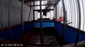 Новый питомец. Жизнь Чижа. Пение