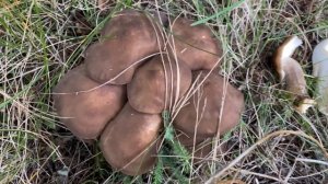 Lyophyllum decastes s.l. (Рядовка скученная), November 1, 2020