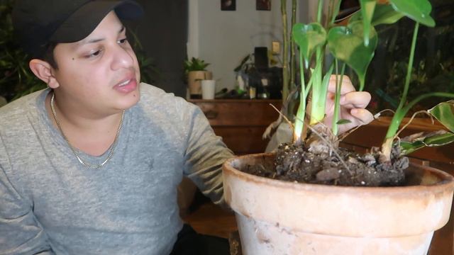 Tiny Dancer Plant ( Alocasia ) смотреть онлайн