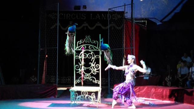 Красивое выступление. Шоу цирка. Российский цирк «Империя Хищников». смотреть онлайн