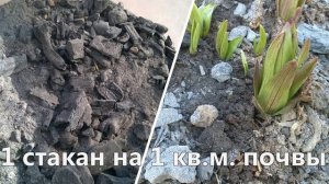 ПОДКОРМИТЕ ЭТИМ ЛИЛИИ ВЕСНОЙ для ПЫШНОГО цветения!/Весенний уход за лилиями