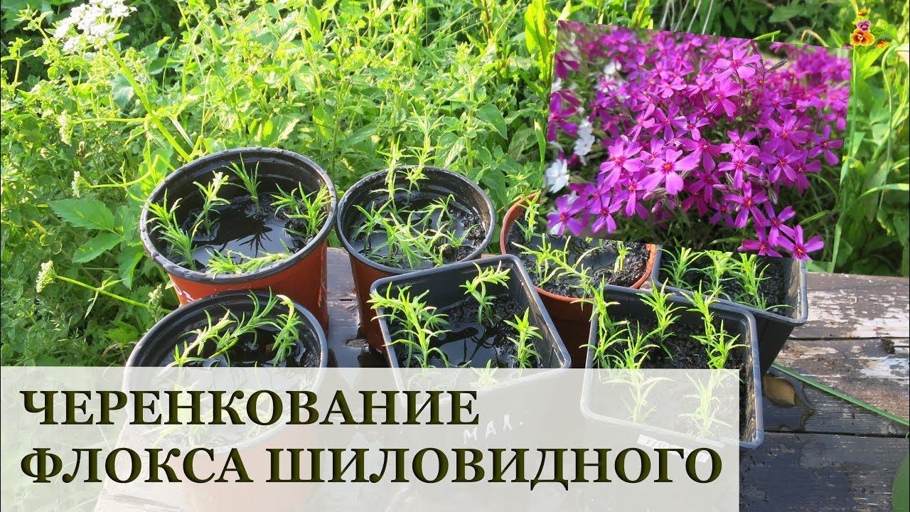 Флокс шиловидный - размножение черенками