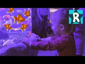 ★ VLOG Идем в Океанариум Пираньи Акулы Огромный Осьминог Light-up Aquarium Review and Play