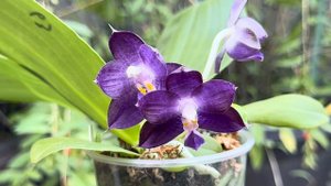 September 5, 2023 弥陀蓝鲸 MCL63 P. Mituo Purple Dragon ‘Blue Whale’