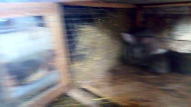 Чем кормить кроликов. Отвечаю на вопрос.Можно ли кормить кроликов одним сеном и водой? смотреть онлайн