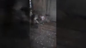 Петушиные Бои часть 2