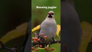 Waxwing juggler. Свиристели жонглируют мелкими плодами, прежде чем проглотить их. #shorts