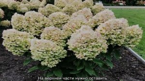 Гортензия Саммер Сноу (Summer Snow) — описание