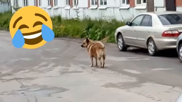 Собака тверкает