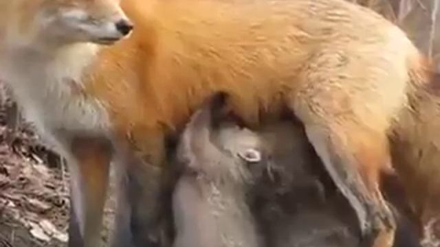 Лиса кормит лисят