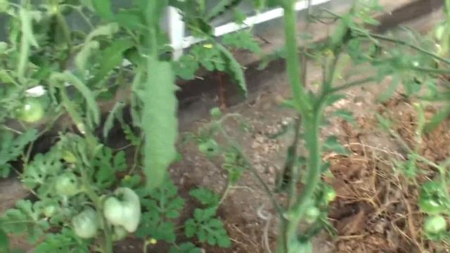 Тепличные растения на 19 07 2013 смотреть онлайн