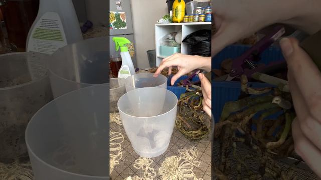 Пересадка орхидеи