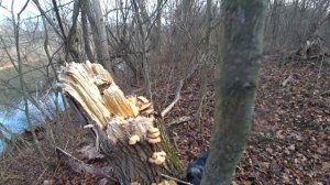 Северский Донец. Ловлю Голавля на печень. Первые видео с дрона.