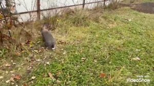 кролики гуляют #кролики#rabbit #rabbits