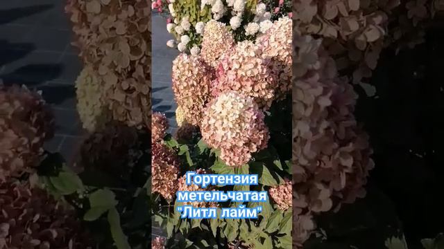 Гортензия метельчатая "Литл Лайм" пятилетняя в питомнике Глуховой #шортс #гортензия #цветы