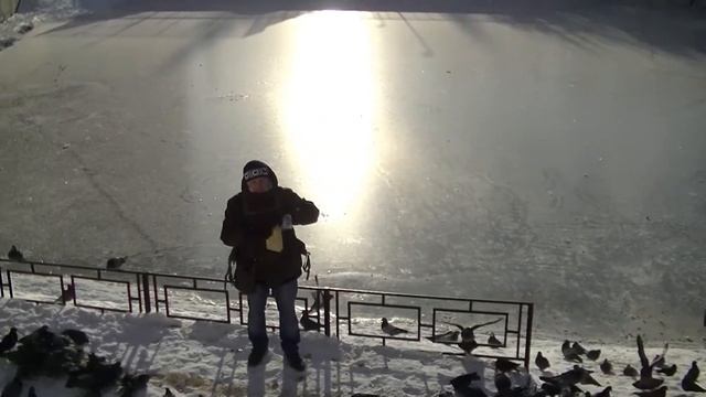 Ветврач орнитолог рекомендует подкармливать уличных птиц зерном. смотреть онлайн