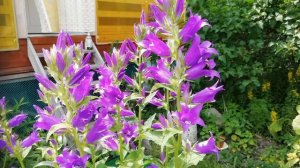 Колокольчик широколистный