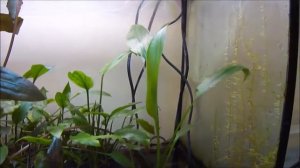 Cryptocoryne ciliata opens new leaf - лист Криптокорины реснитчатой