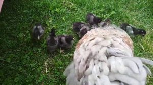 Цыплята Виандот Серебро с квочкой Брама, две недели от роду.