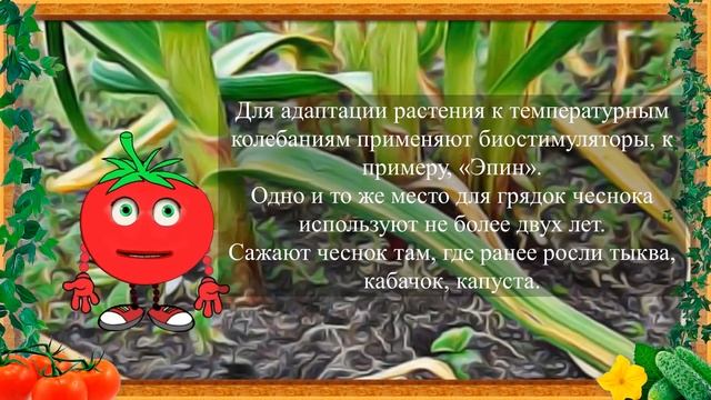 ПОСЛЕ ЭТОГО ЧЕСНОК БОЛЬШЕ НЕ ЖЕЛТЕЕТ! смотреть онлайн