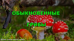 Обыкновенные грибы