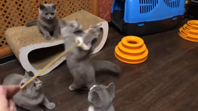 Британские плюшевые котята