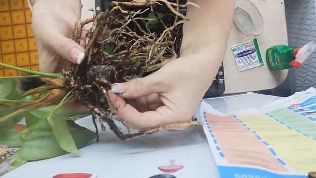 Антуриум, торфинной стаканчик, удаляем избегая проблем с корнем. смотреть онлайн