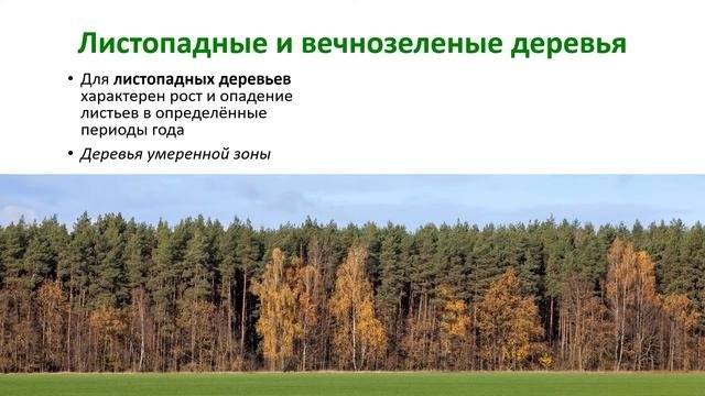 ДЕРЕВО