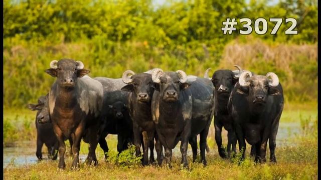 #3072. Коровы и буйволы (В мире животных) смотреть онлайн