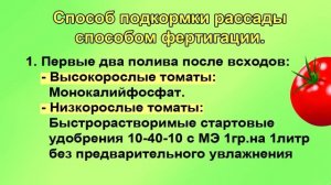 Полная схема подкормок коренастой рассады томатов. Подробно для начинающих.
