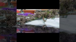 Аромасаше с лавандой. Лавандовое Саше. Мешочек с лавандой своими руками. От моли.