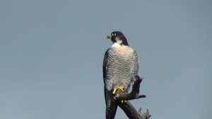 Сапсан - Falco peregrinus - Типичные и тревожные крики, песня самца, демонстрации пары