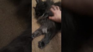 Мейнкун,  самый лучший кот, (кошка,)